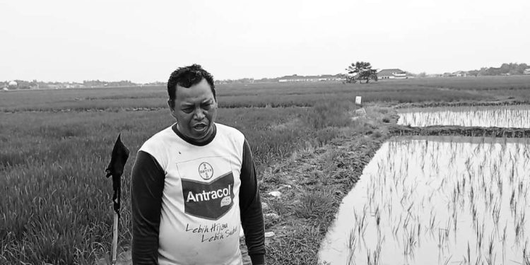 Rintihan Petani Kabupaten Serang: Perjuangan Mencari Pupuk Bersubsidi di Balik Bayang Kelangkaan