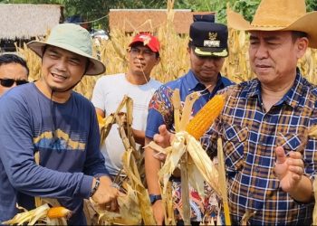Dari Gedung Pemerintahan ke Ladang Jagung: Kisah Inspiratif Mantan Ketua KPU Kabupaten Serang Abidin Nasyar