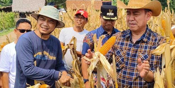Dari Gedung Pemerintahan ke Ladang Jagung: Kisah Inspiratif Mantan Ketua KPU Kabupaten Serang Abidin Nasyar