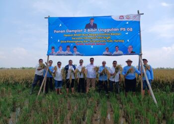 Padi Demplot 2 Dipanen, YBBN Banten Optimis Bisa Penuhi Program MBG